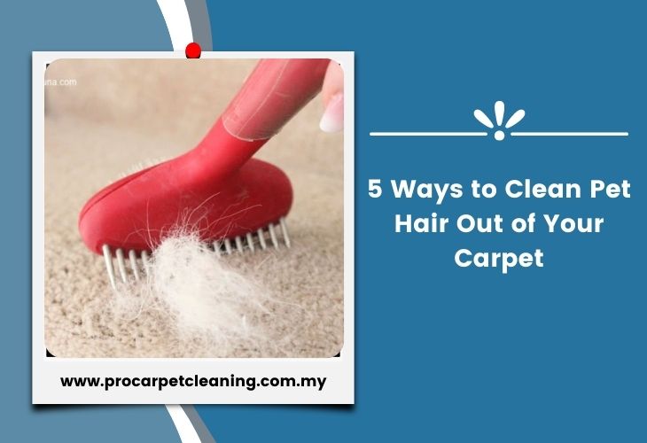 5 Ways to Clean Pet Hair Out of Your Carpet