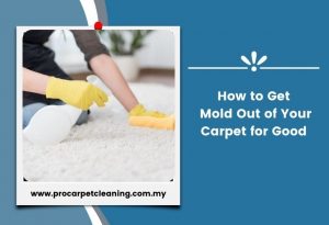 How to Get Mold Out of Your Carpet for Good