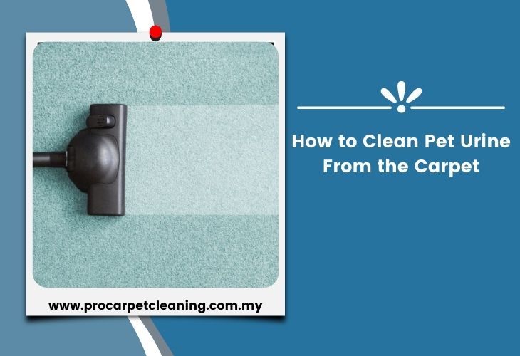 How to Clean Pet Urine From the Carpet